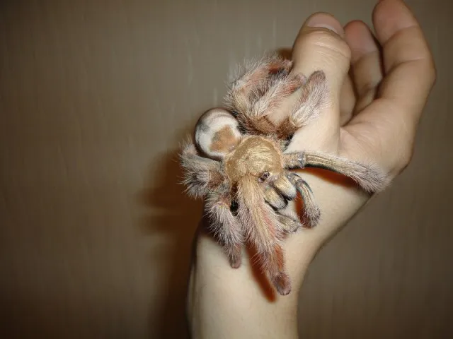 23519 panama blonde tarantula feeding