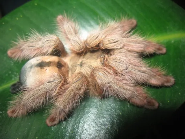 23519 panama blonde tarantula handling