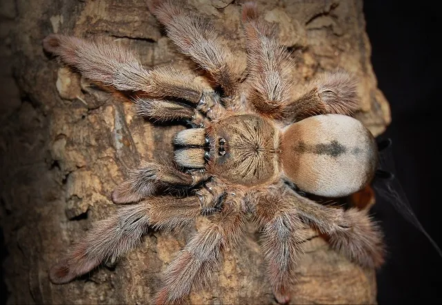 23519 panama blonde tarantula size