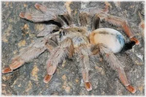 23519 panama blonde tarantula substrate