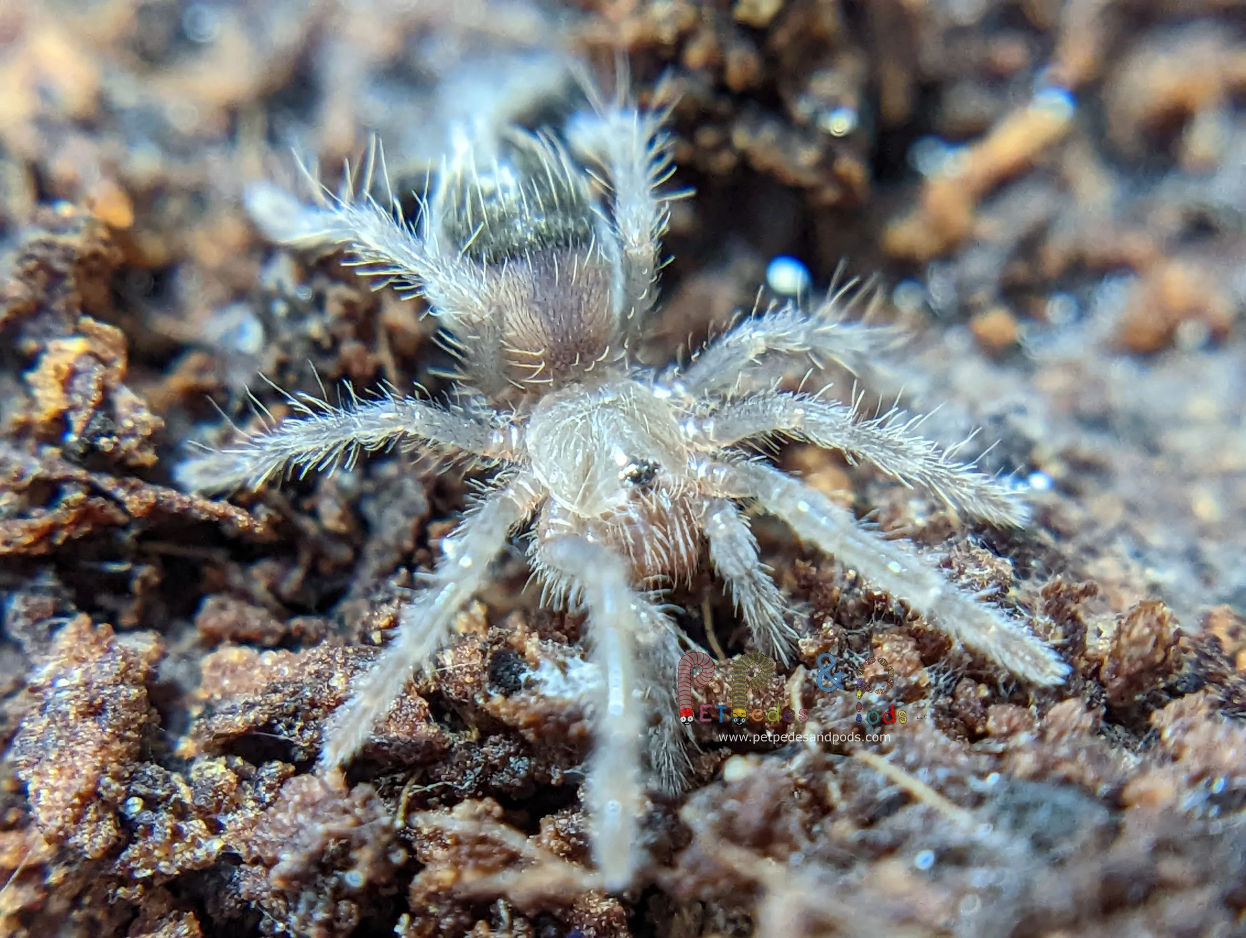 23520 curly hair tarantula buying guide