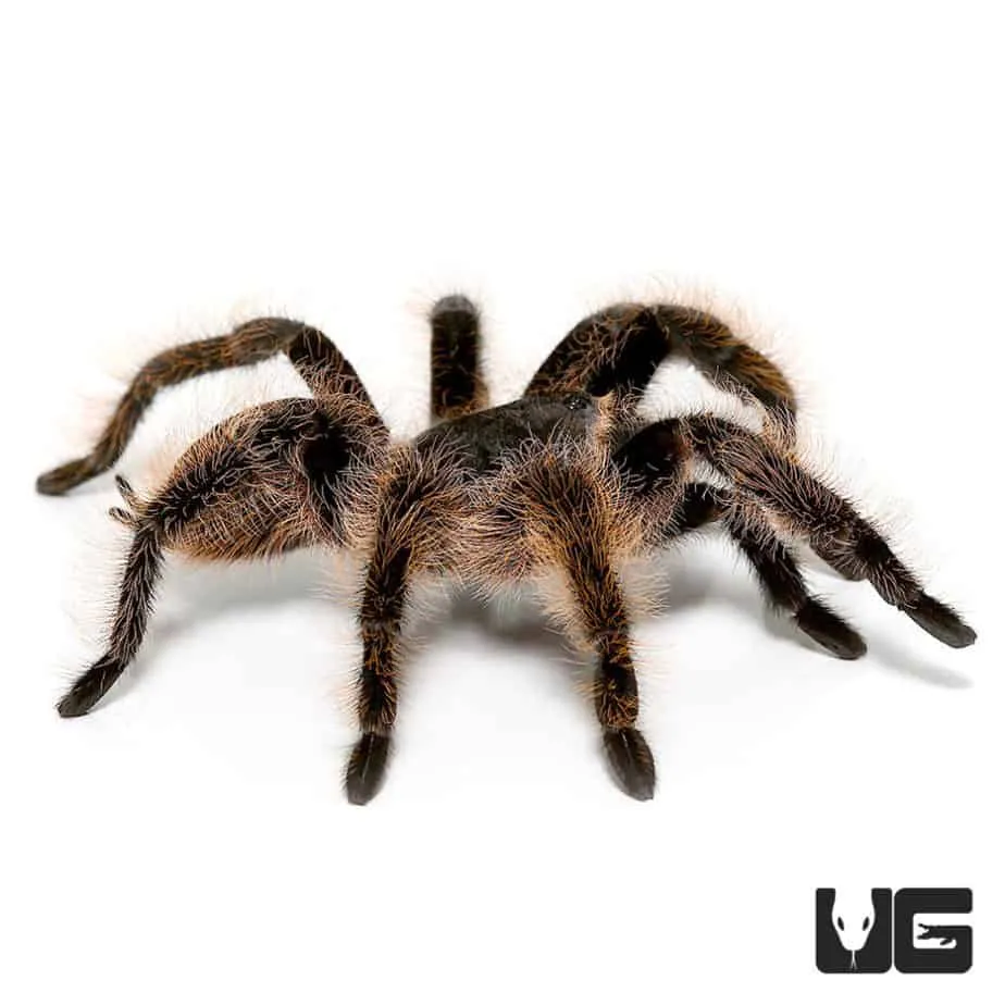 23520 curly hair tarantula feeding