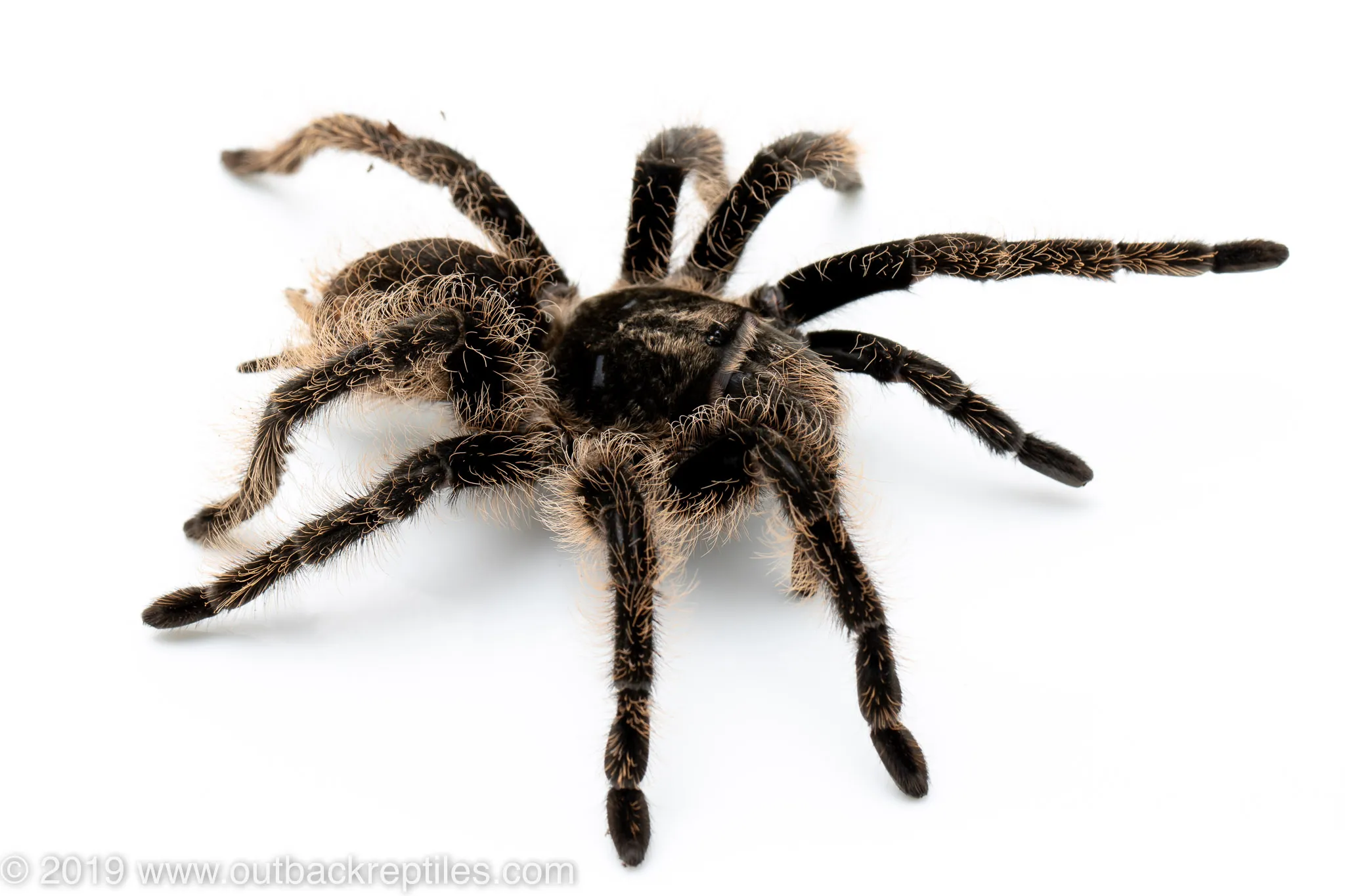 23520 curly hair tarantula habitat