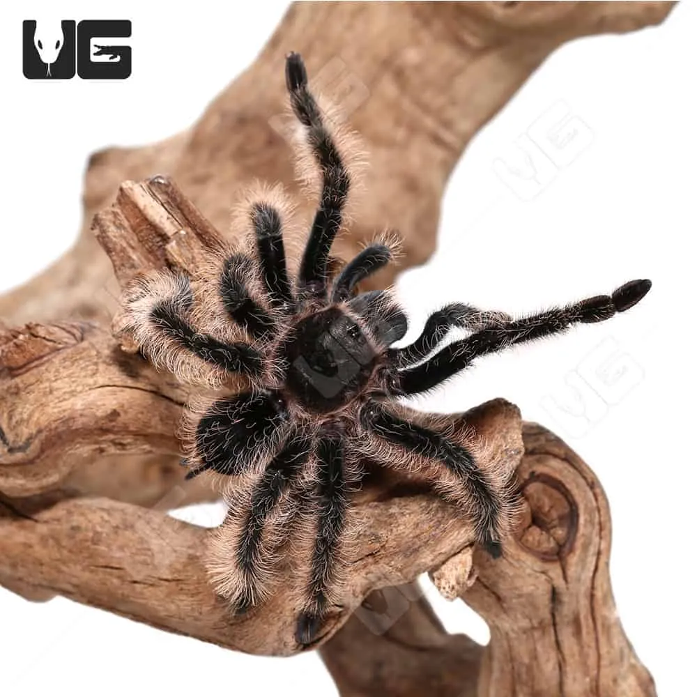 23520 curly hair tarantula handling