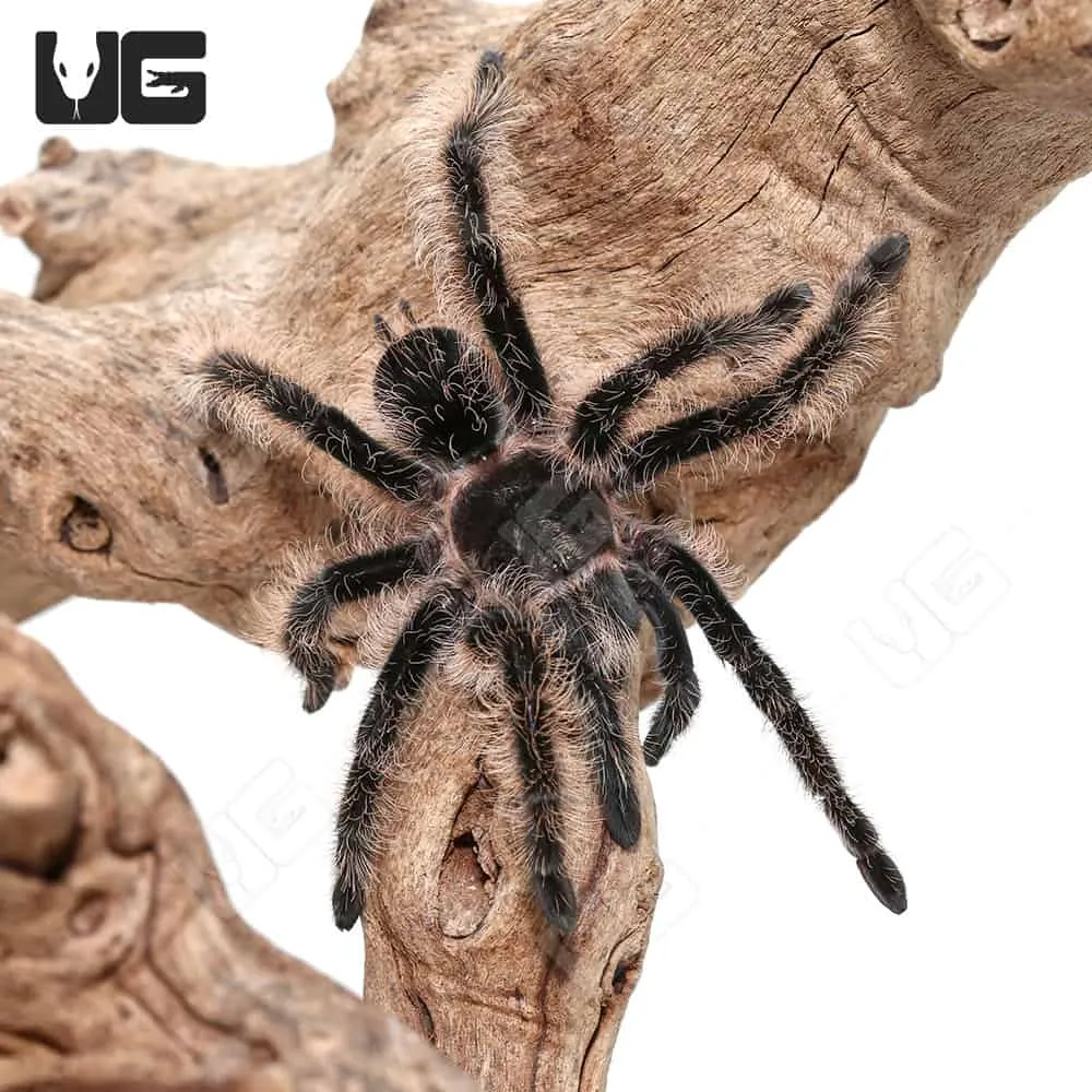 /img/23520-curly-hair-tarantula-health.webp