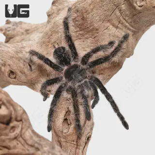 /img/23520-curly-hair-tarantula-health.webp