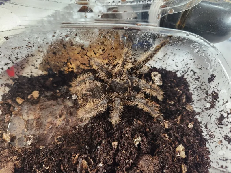 23520 curly hair tarantula local pet store