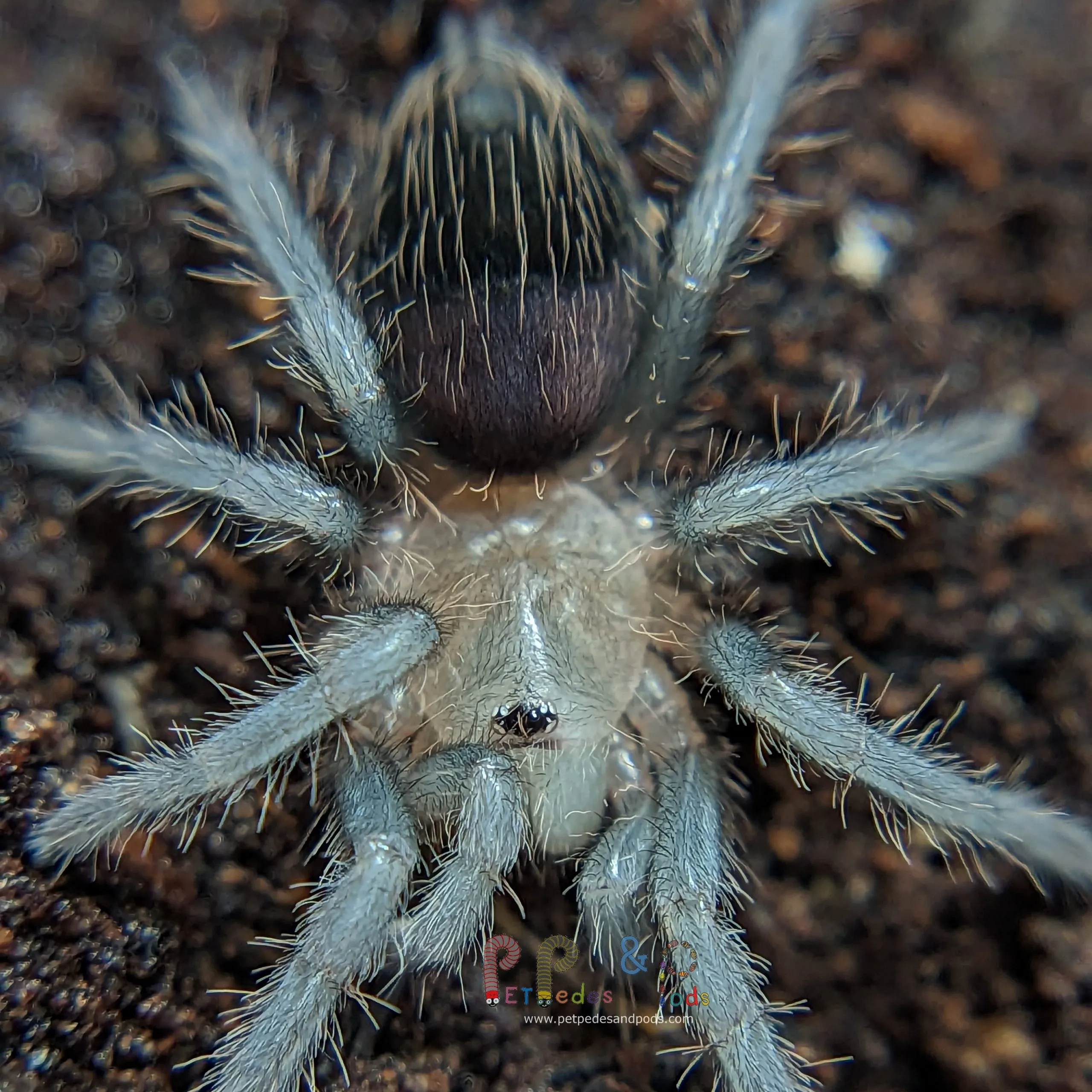 23520 curly hair tarantula online store