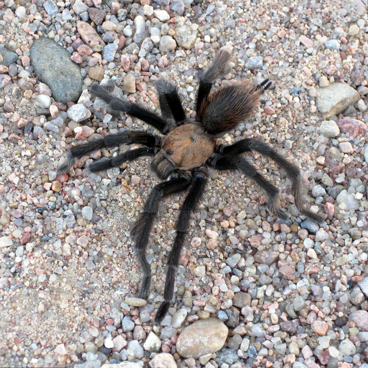 23524 texas tarantula burrow