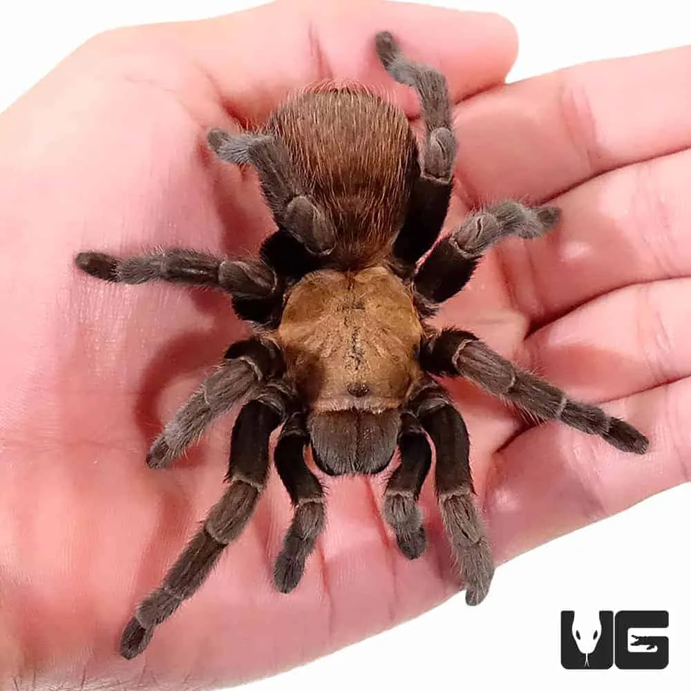 23524 texas tarantula climate