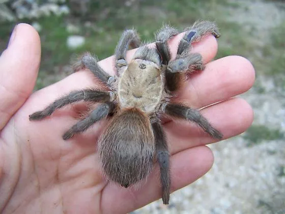 /img/23524-texas-tarantula-conservation.webp