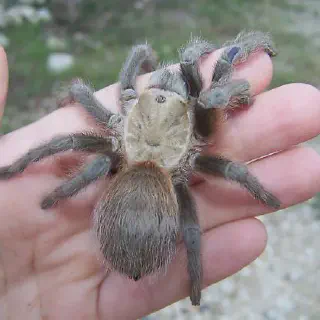 /img/23524-texas-tarantula-conservation.webp