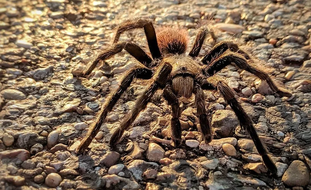 23524 texas tarantula water source