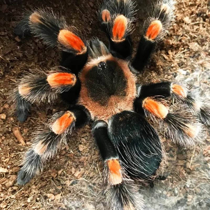 23525 female redknee tarantula