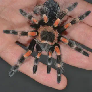 /img/23525-healthy-tarantula-checkup.webp