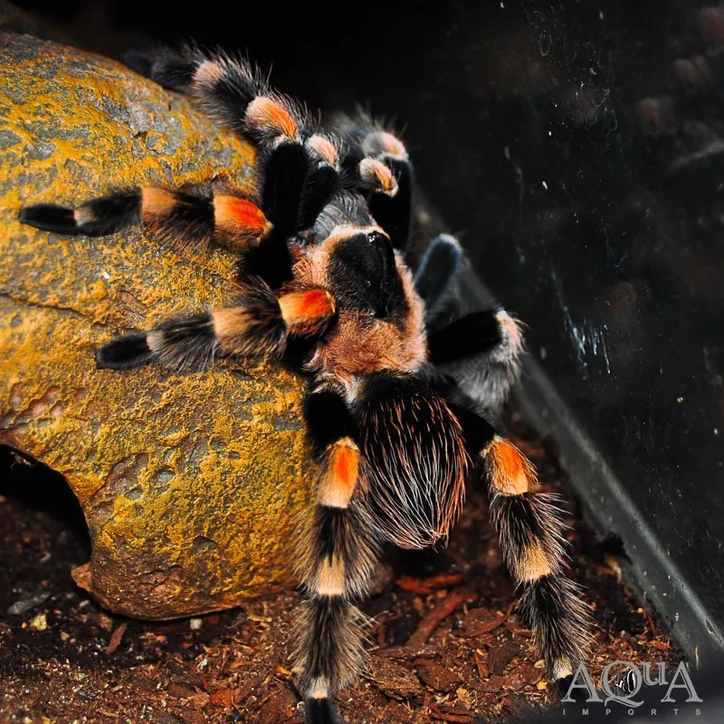 23525 male redknee tarantula