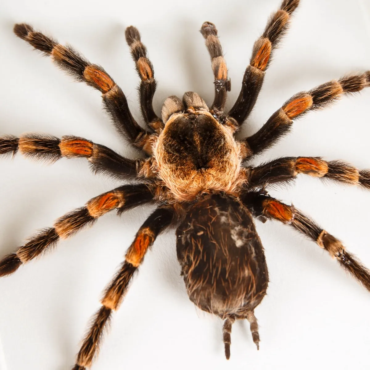 23525 mexican redknee tarantula overview