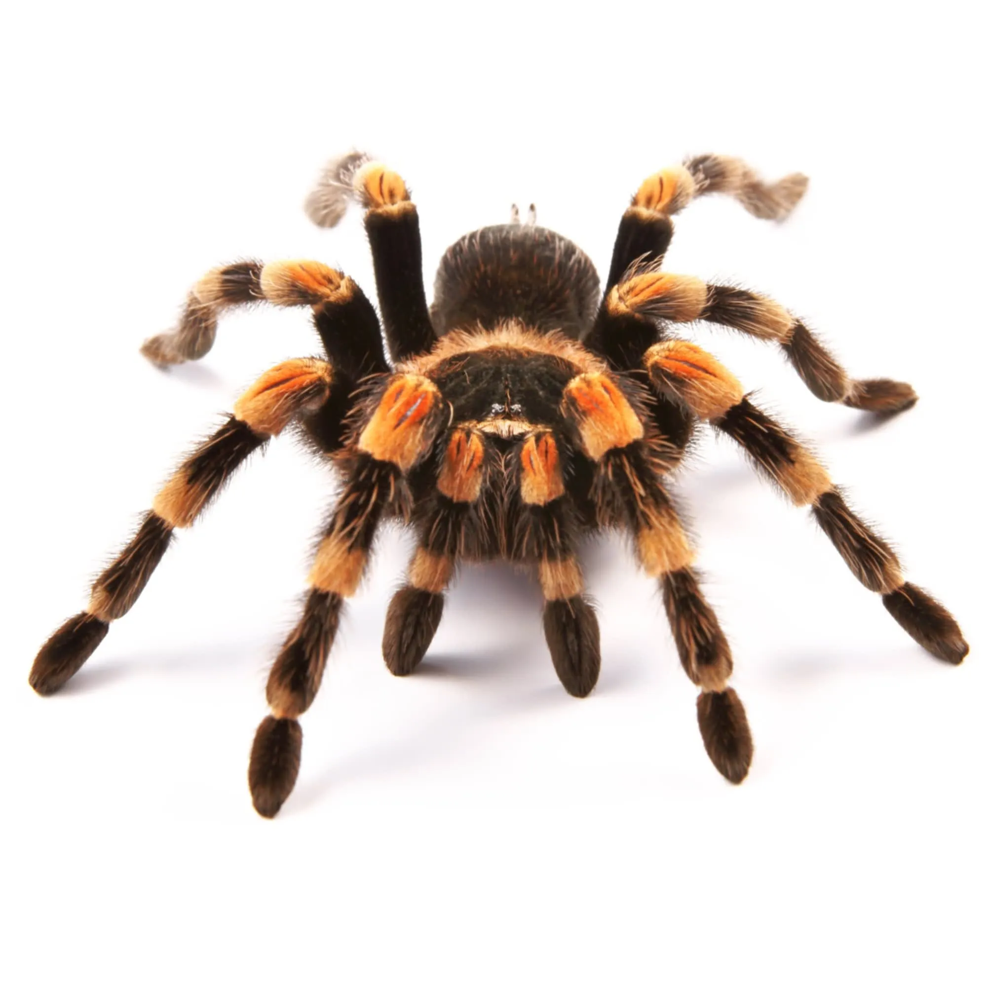 23525 spiderling vs adult tarantula