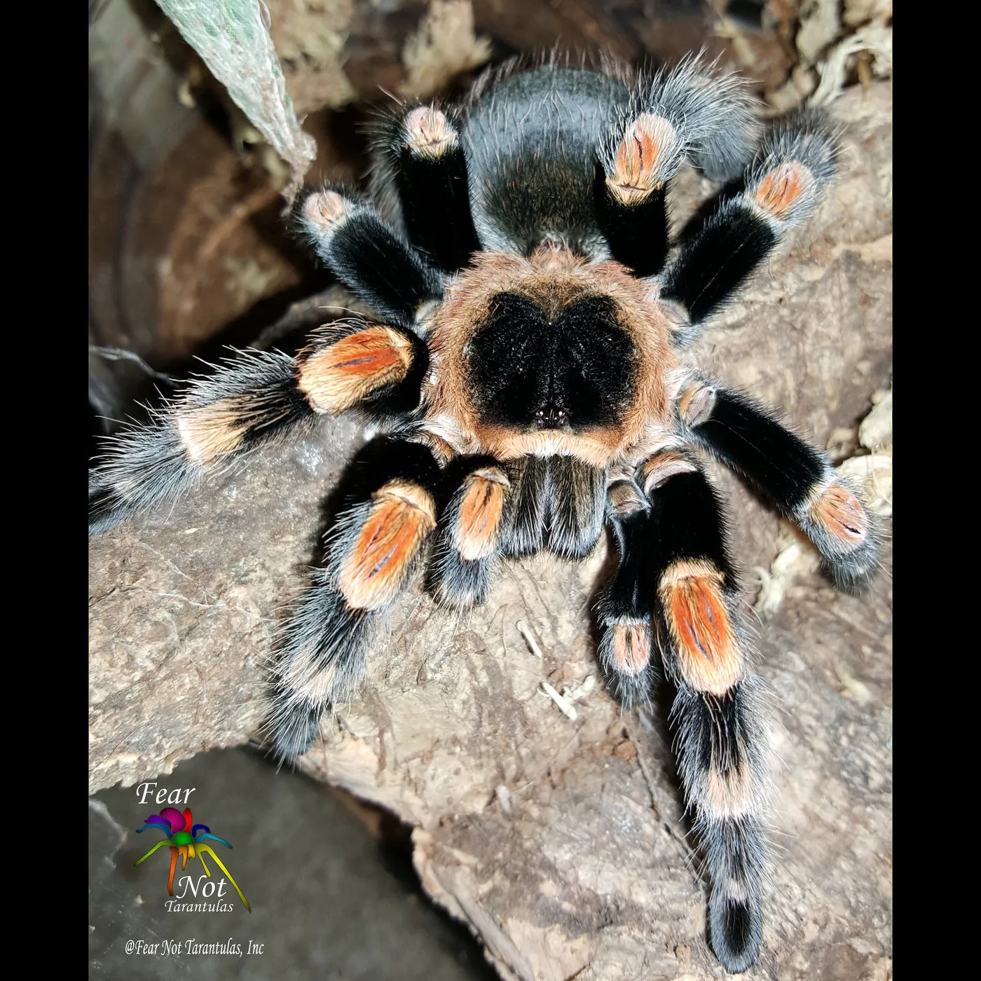 23525 tarantula enclosure setup
