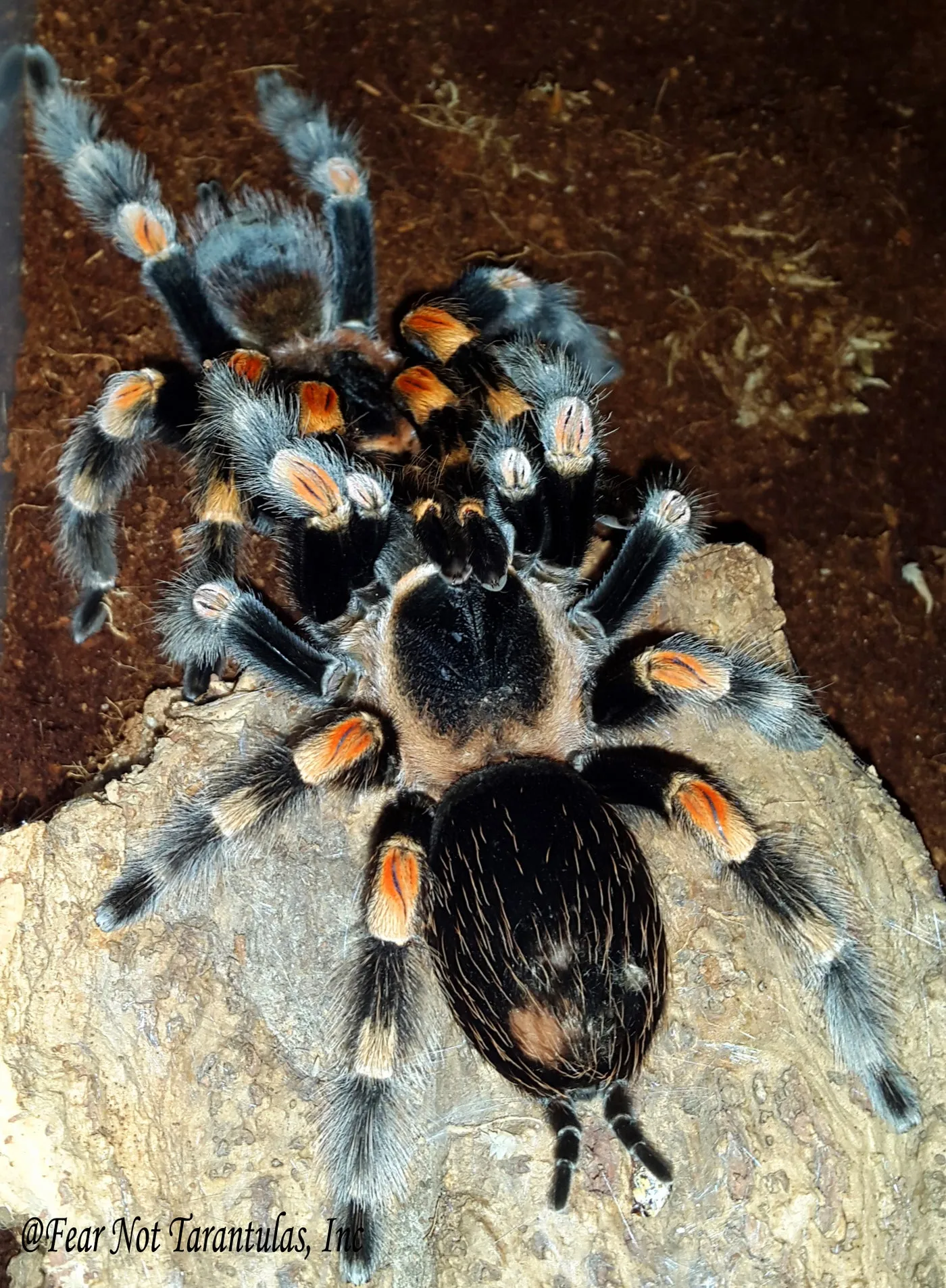 23525 tarantula feeding
