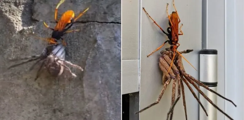 23526 spider wasp appearance