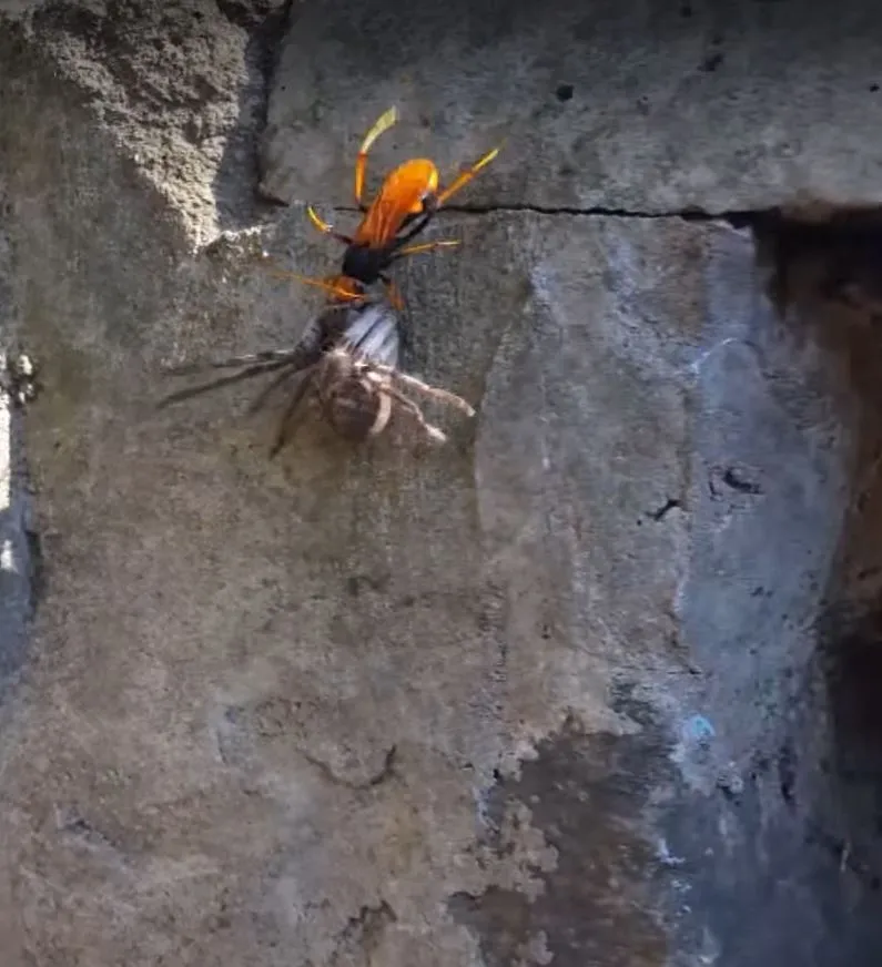 23526 spider wasp behavior