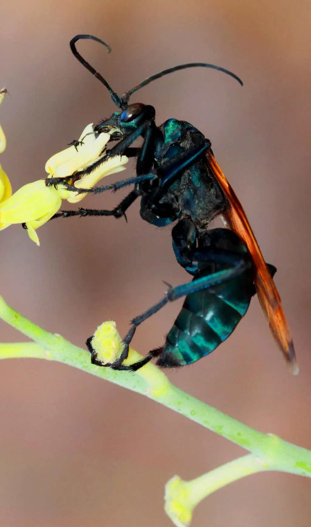 /img/23526-spider-wasp-sting.webp