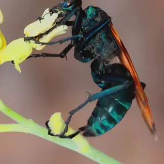 /img/23526-spider-wasp-sting.webp