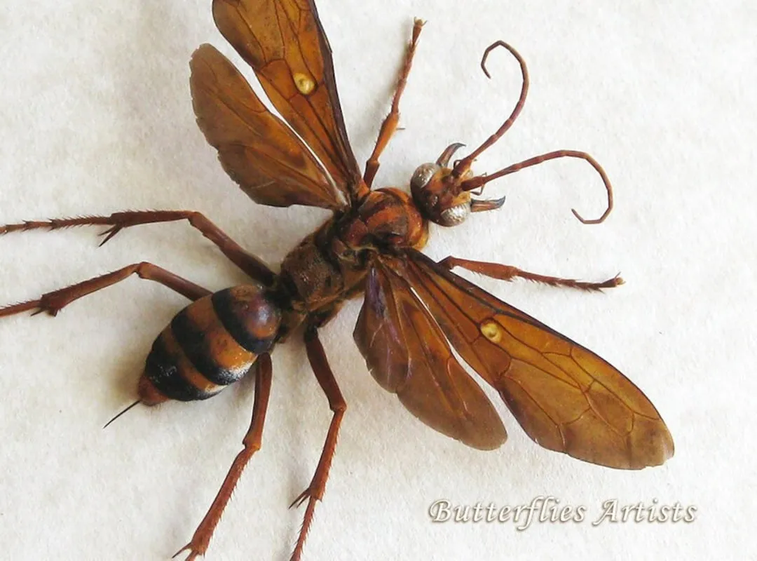 23526 tarantula hawk appearance