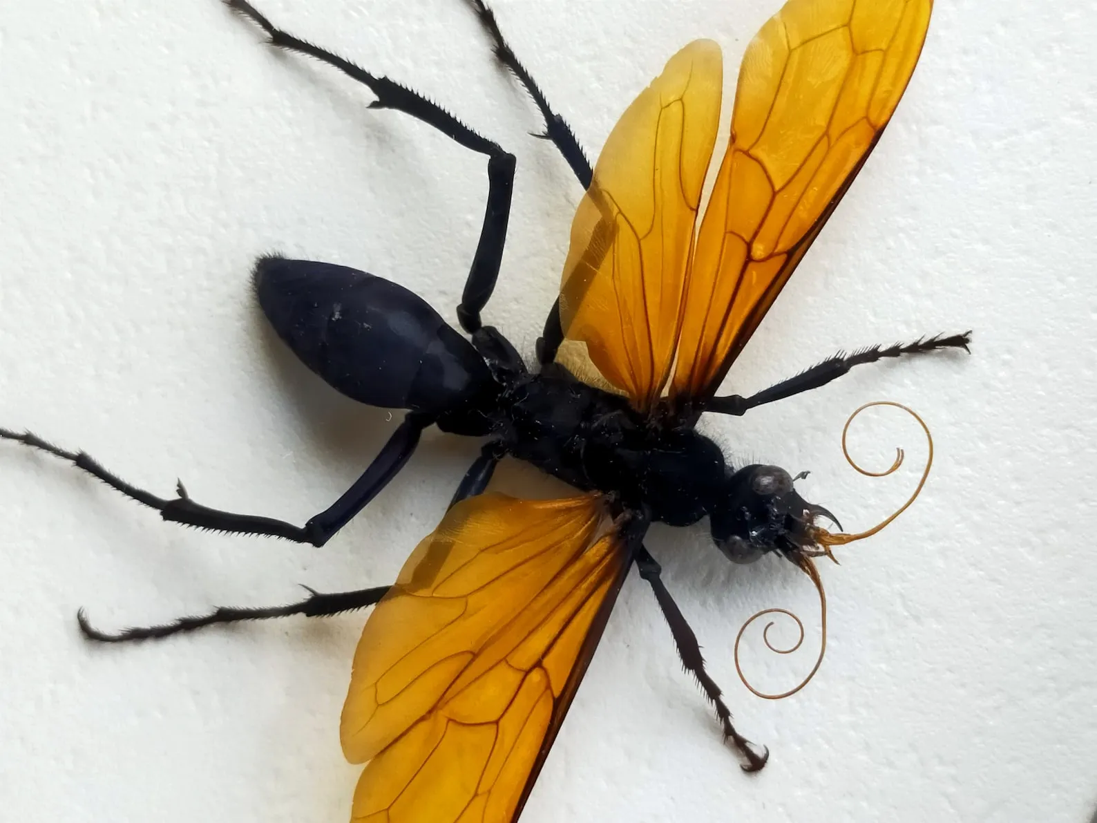 23526 tarantula hawk habitat