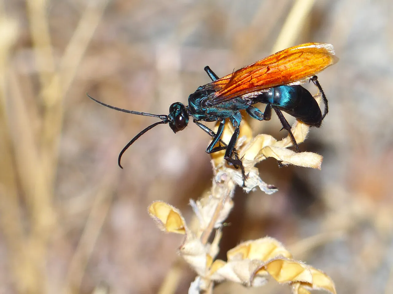23526 tarantula hawk size