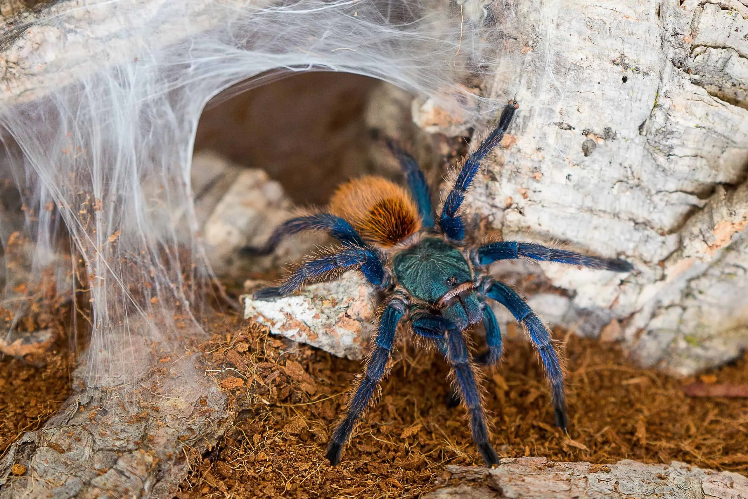 23527 new world tarantula