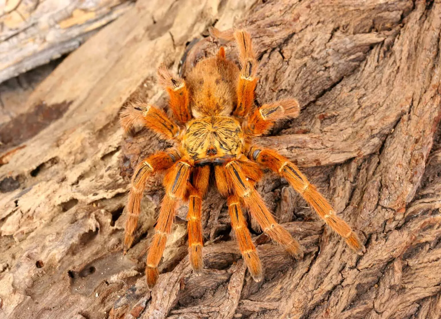 23527 tarantula enclosure
