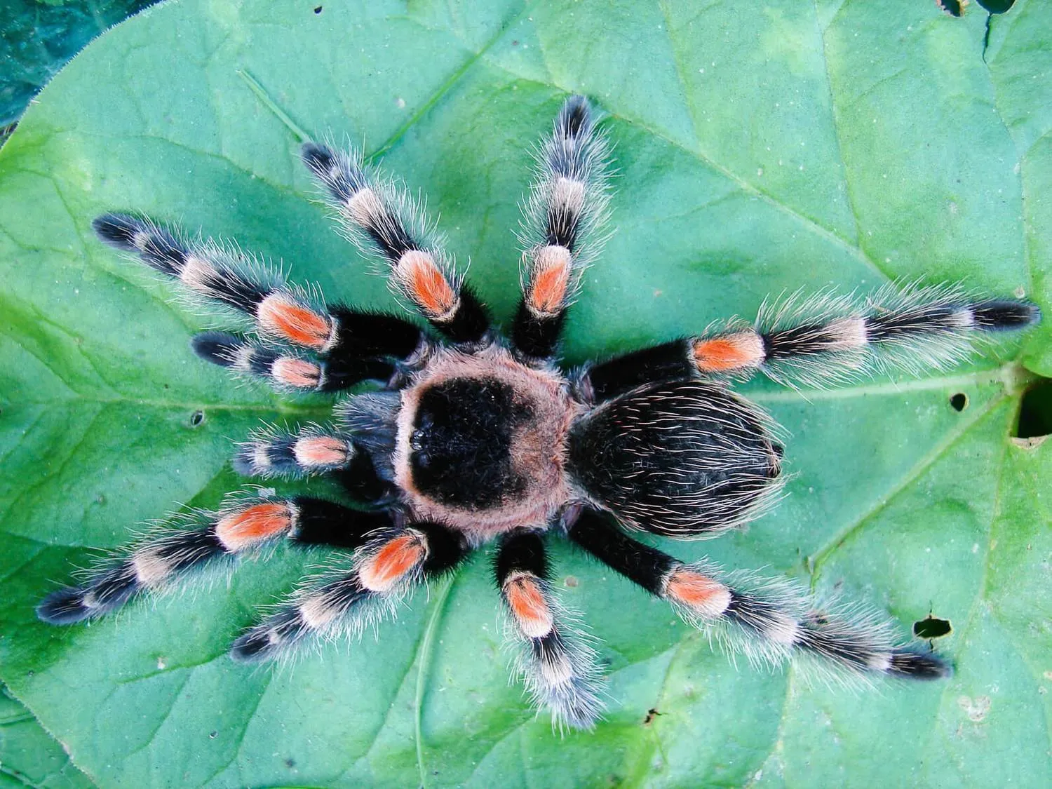 23527 tarantula feeding