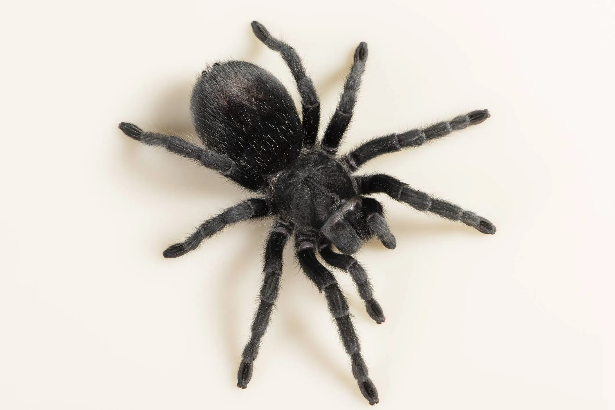 23527 tarantula handling