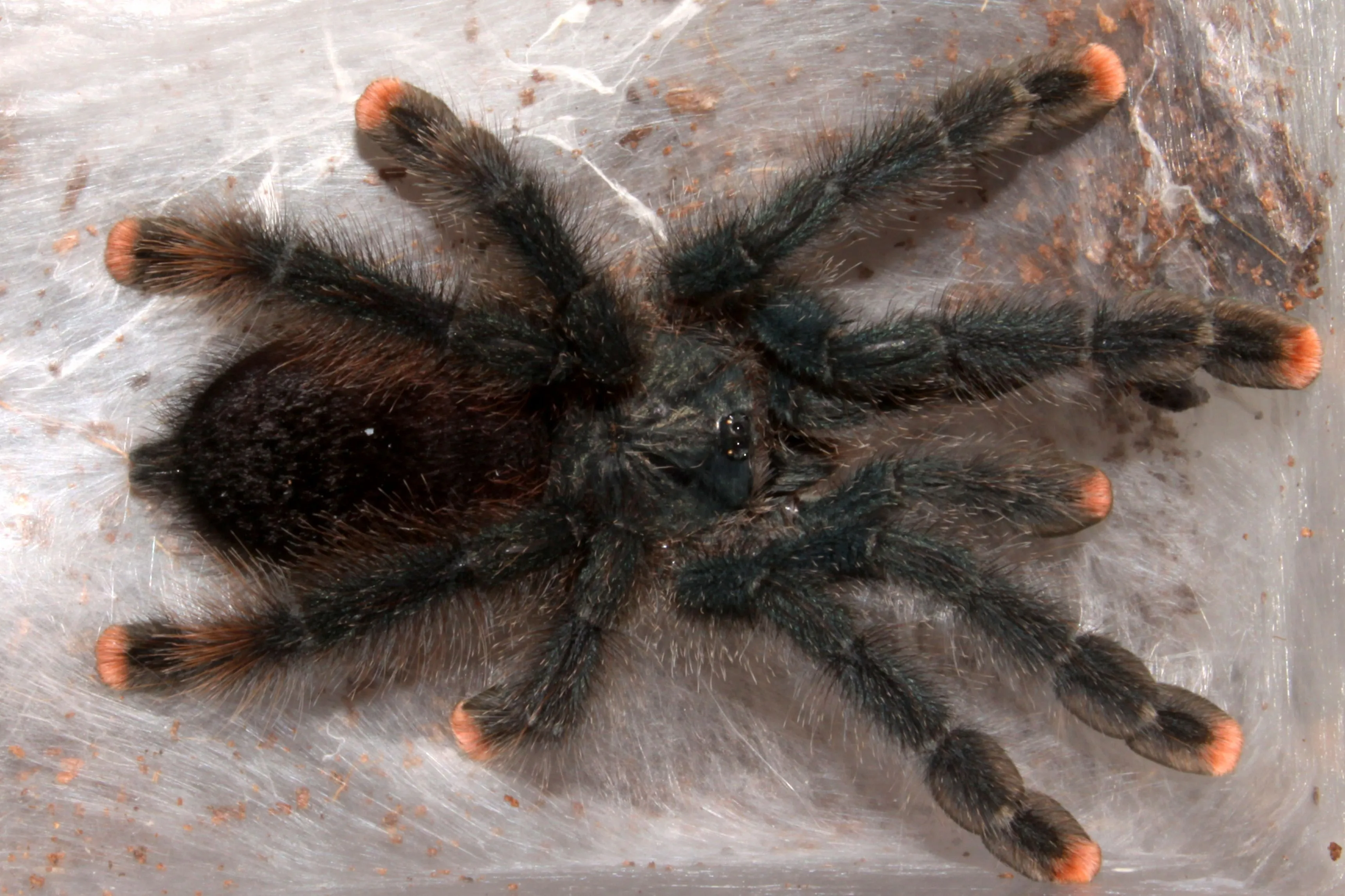 /img/23527-tarantula-size-comparison.webp