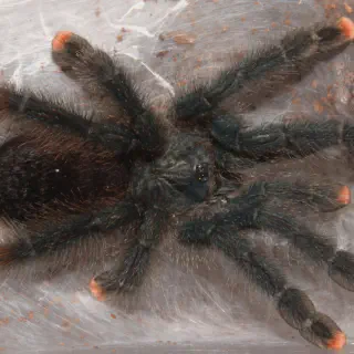 /img/23527-tarantula-size-comparison.webp