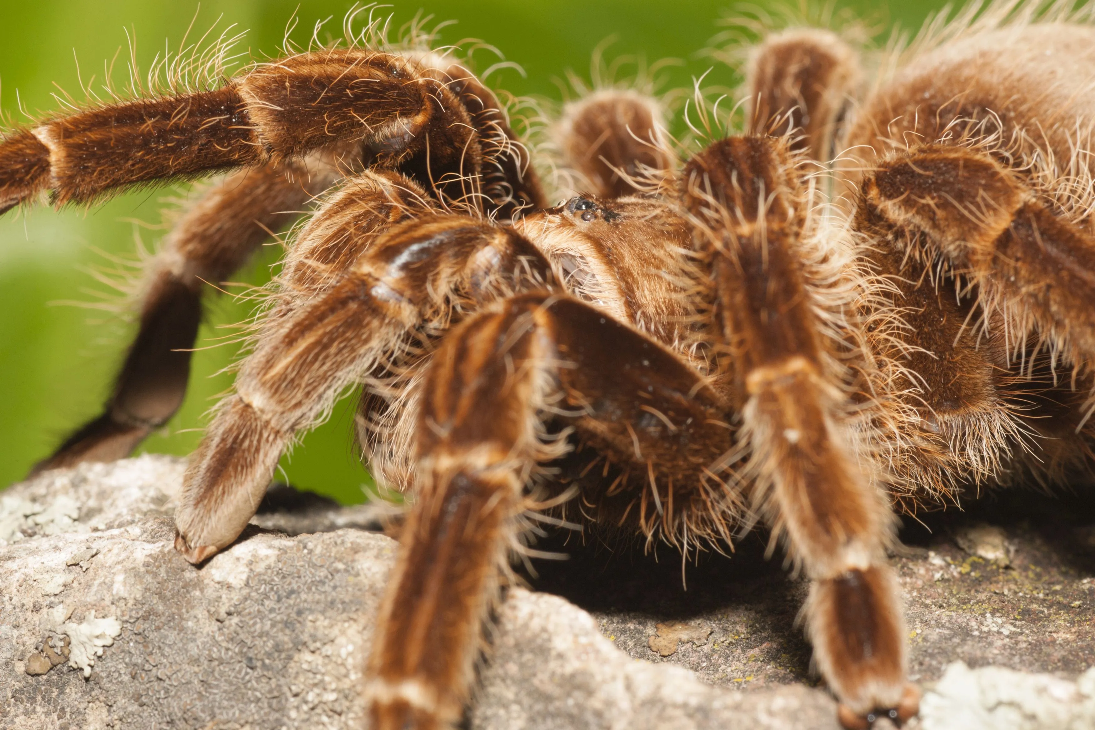 23527 tarantula species identification