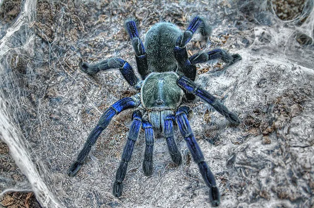 23528 cobalt blue tarantula genetics