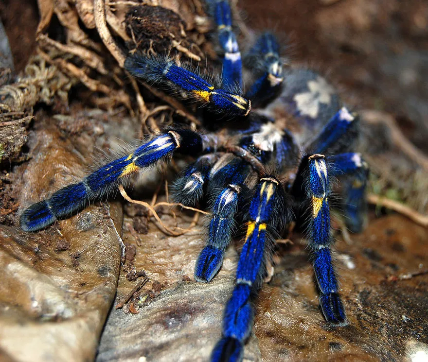 23528 cobalt blue tarantula molting