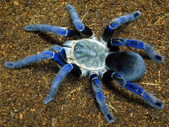 23528 cobalt blue tarantula overview
