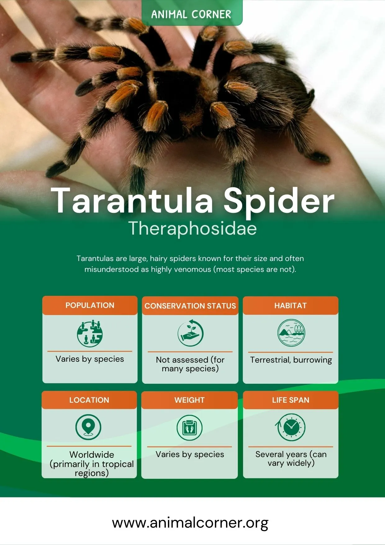 23529 tarantula spider molting