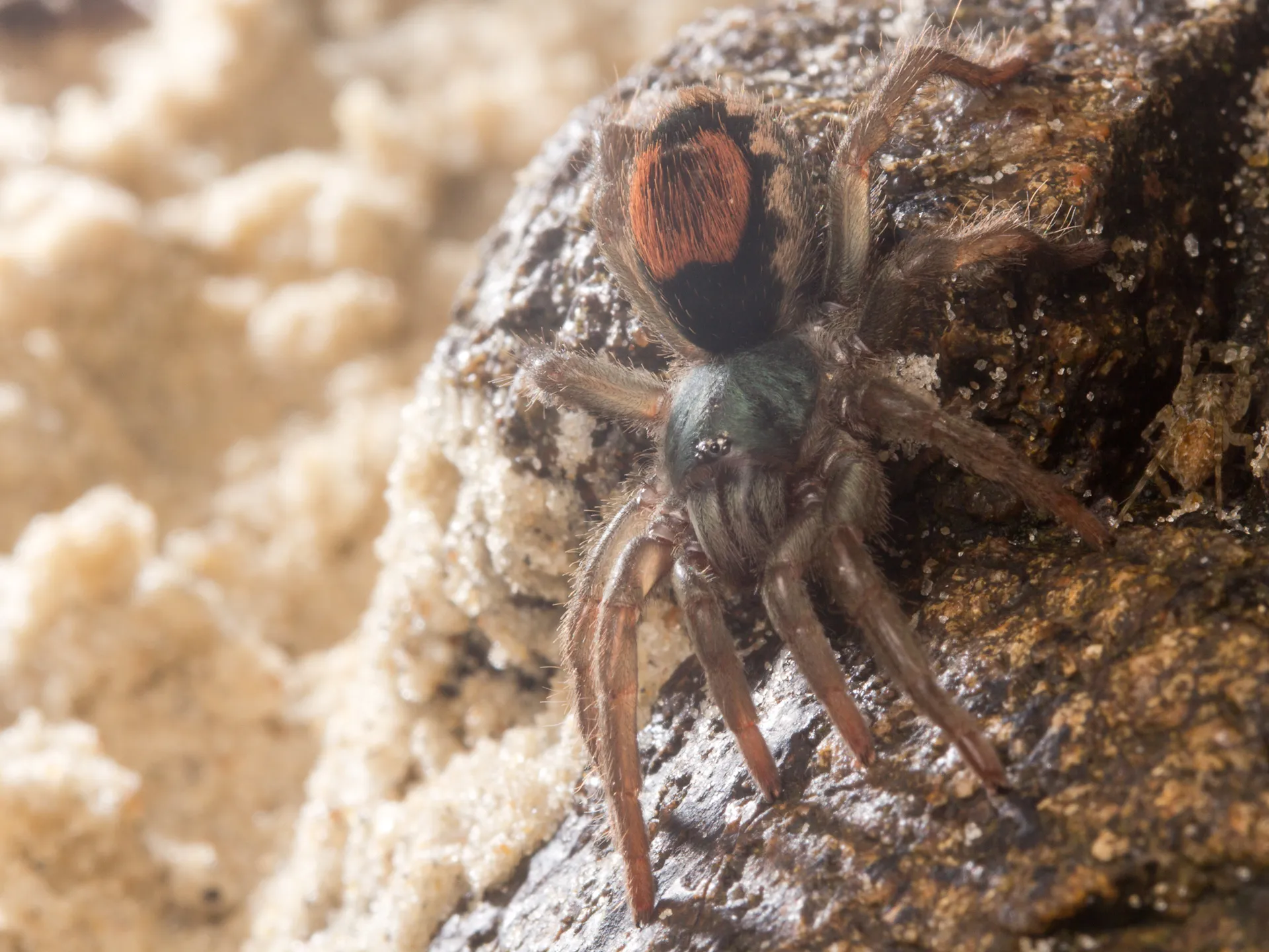 23529 tarantula spider pet