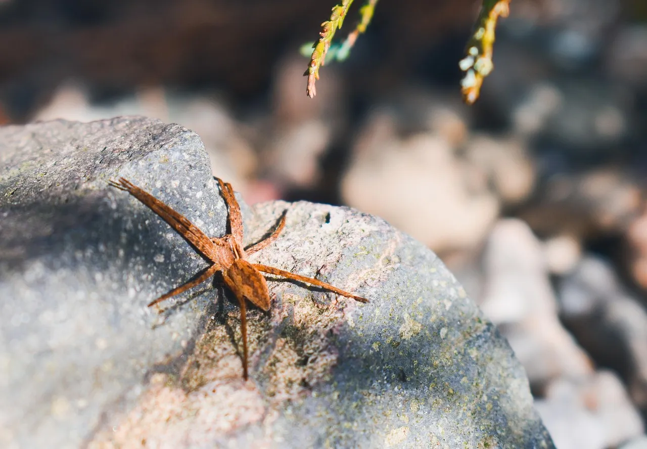 /img/23529-tarantula-spider-venom.webp