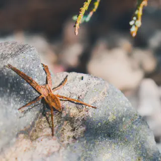 /img/23529-tarantula-spider-venom.webp