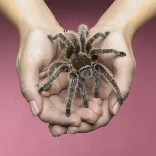/img/23531-breeding-tarantula.webp