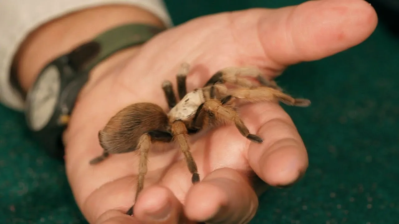 23531 healthy tarantula