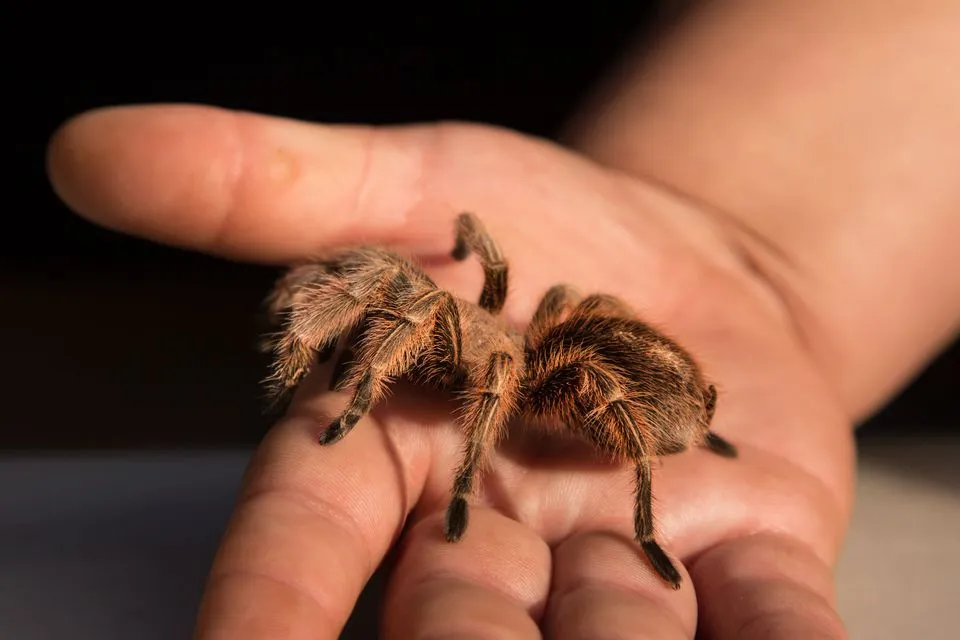 23531 tarantula enclosure