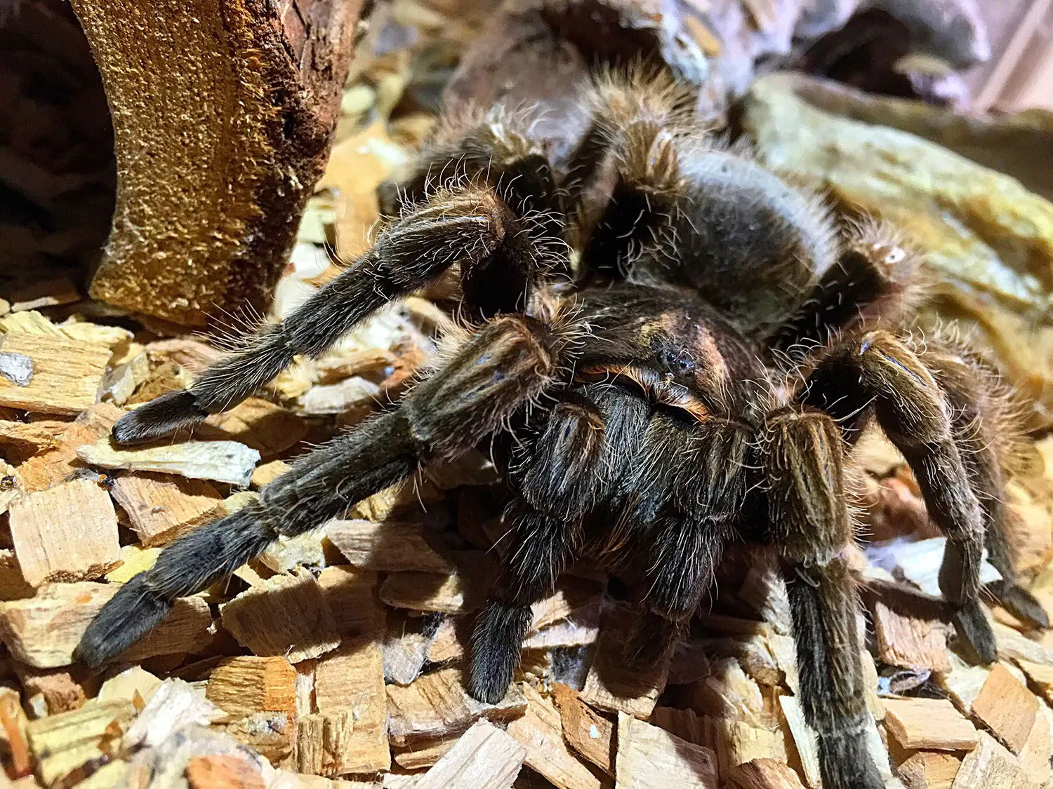 23531 tarantula habitat