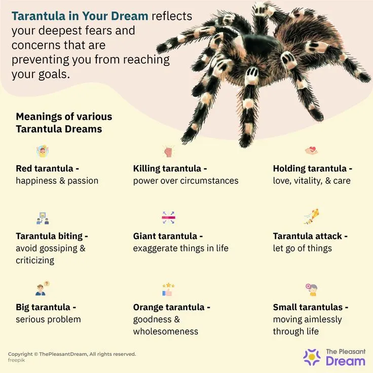 23533 tarantula dream interpretation 1